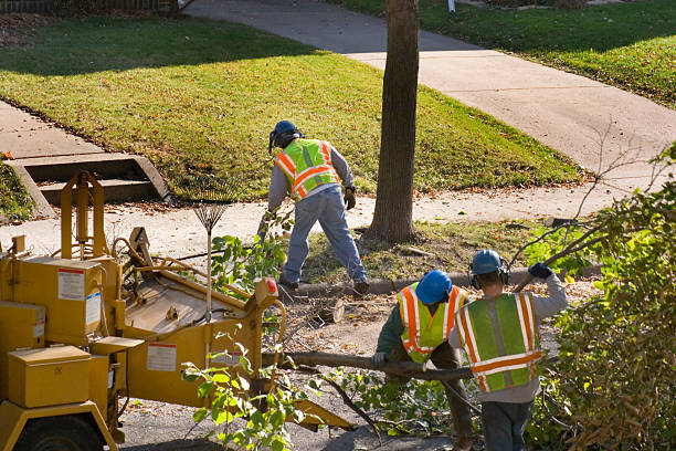 How Our Tree Care Process Works  in  Pine Ridge, FL