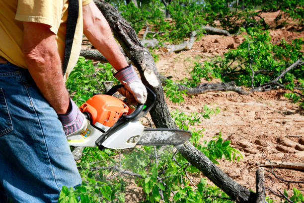 Best Stump Grinding and Removal  in Pine Ridge, FL